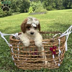 Leah, Mini Bernedoodle Puppy