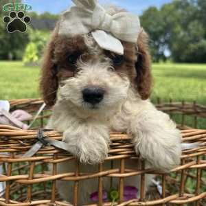 Leah, Mini Bernedoodle Puppy