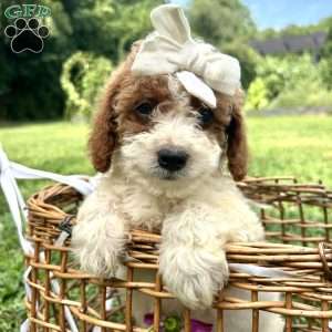 Leah, Mini Bernedoodle Puppy