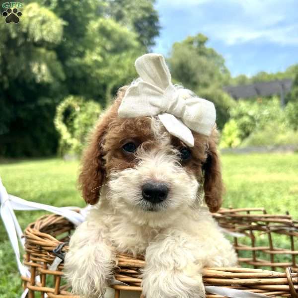 Leah, Mini Bernedoodle Puppy