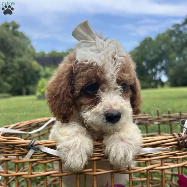 Leah, Mini Bernedoodle Puppy