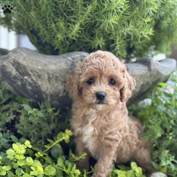Lily, Cockapoo Puppy