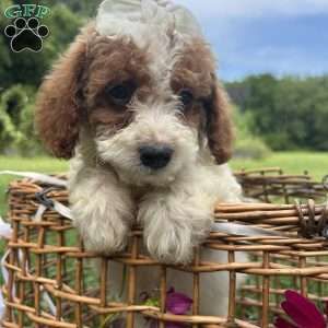 Leah, Mini Bernedoodle Puppy