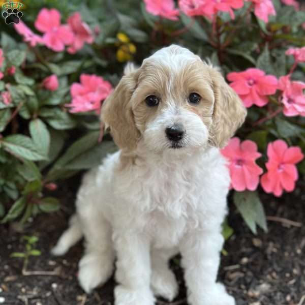 Ellie, Cockapoo Puppy