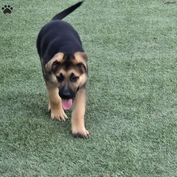 Leonard, German Shepherd Puppy