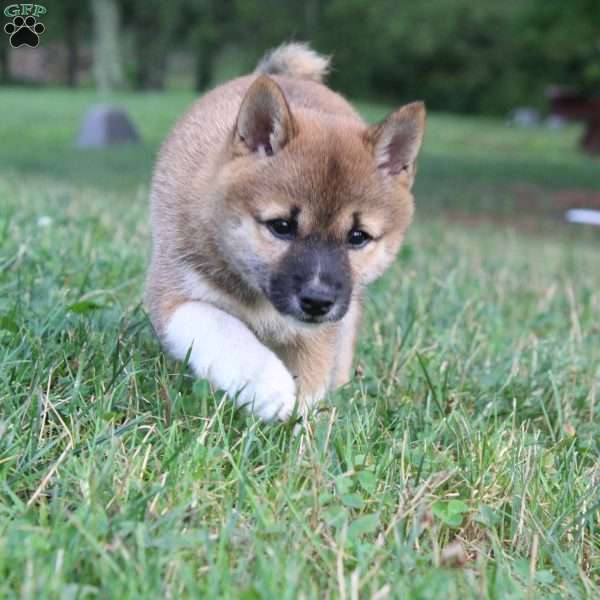 Tracy, Shiba Inu Puppy
