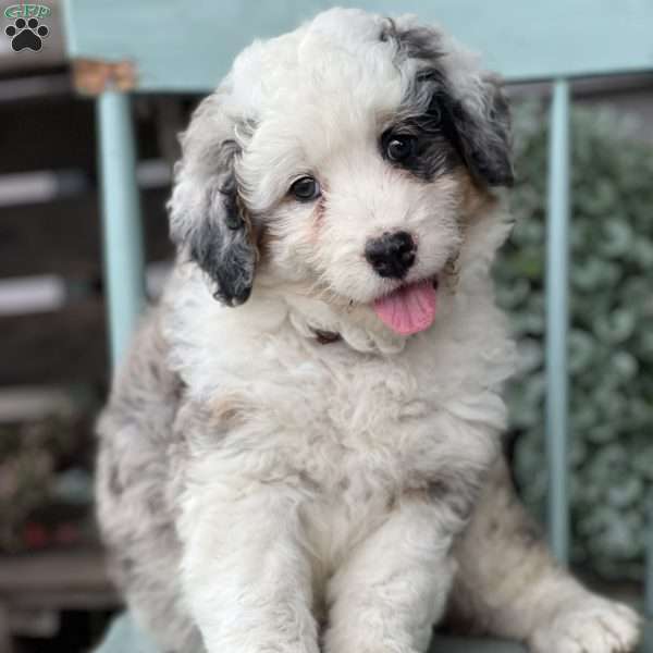 Millie, Mini Bernedoodle Puppy