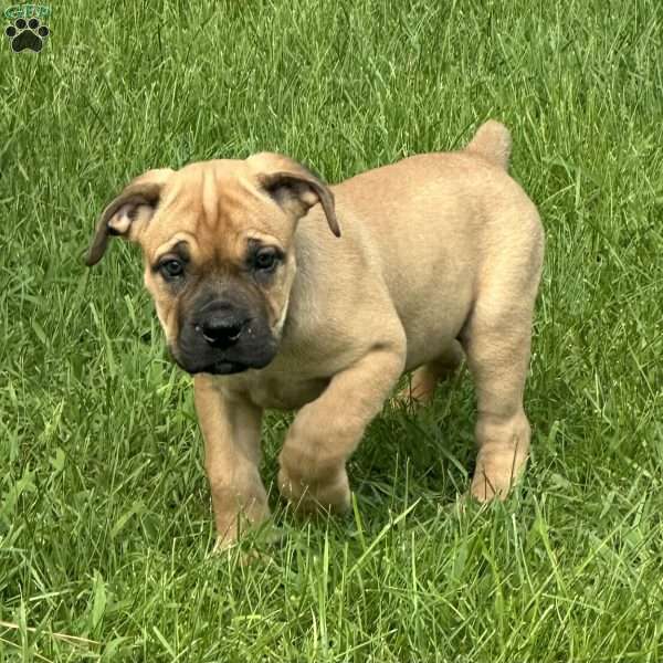 Laila, African Boerboel Puppy