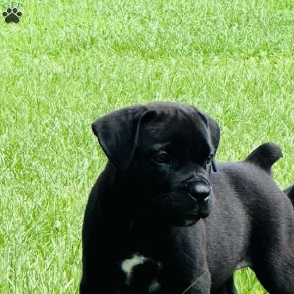 Lacey, African Boerboel Puppy