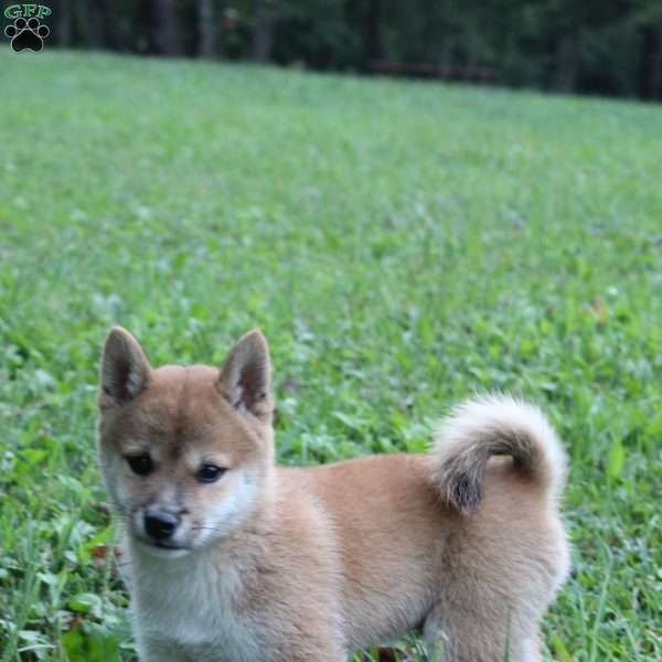 Hunter, Shiba Inu Puppy