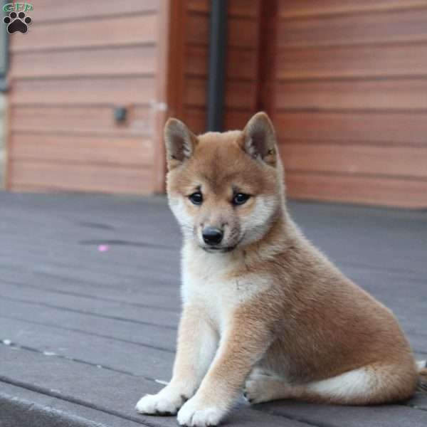 Gunnar, Shiba Inu Puppy