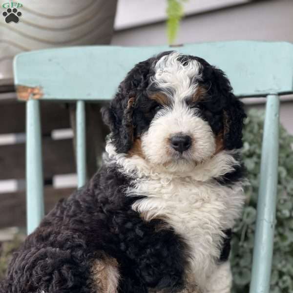 Moose, Mini Bernedoodle Puppy