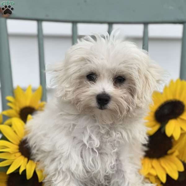 Sarie, Maltese Mix Puppy