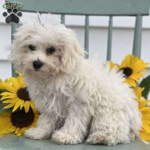 Sarie, Maltese Mix Puppy