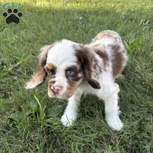 Chrome, Cocker Spaniel Puppy