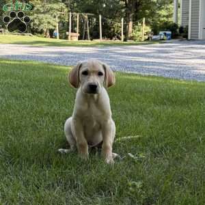Otis, Yellow Labrador Retriever Puppy