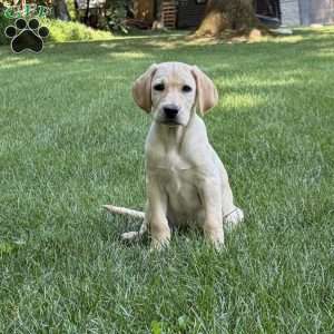 Otis, Yellow Labrador Retriever Puppy