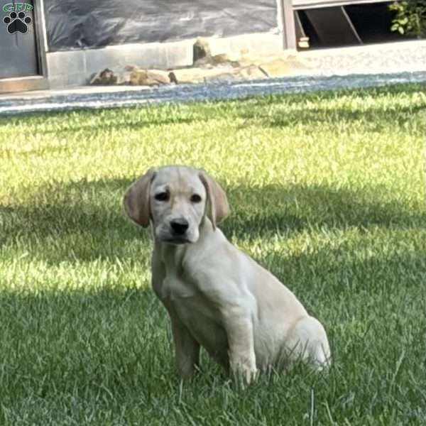 Otis, Yellow Labrador Retriever Puppy