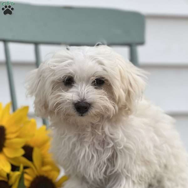 Snowball, Maltese Mix Puppy