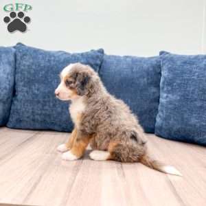 Bella, Mini Bernedoodle Puppy