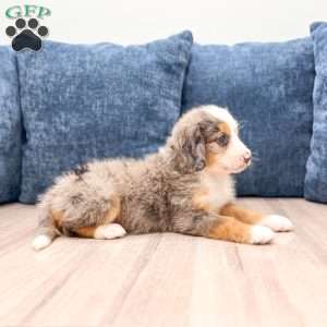 Bella, Mini Bernedoodle Puppy