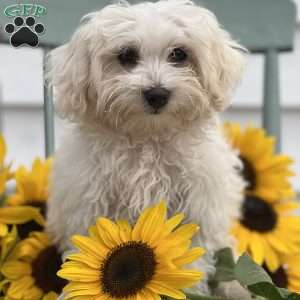 Snowball, Maltese Mix Puppy