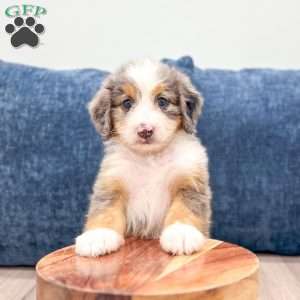 Bella, Mini Bernedoodle Puppy