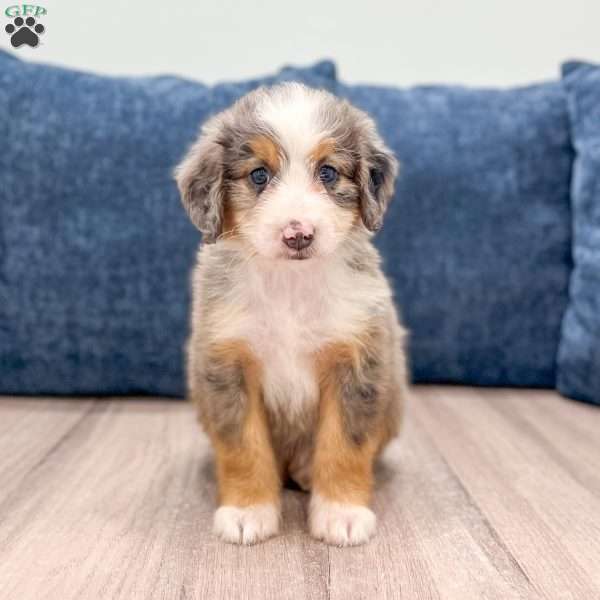 Bella, Mini Bernedoodle Puppy
