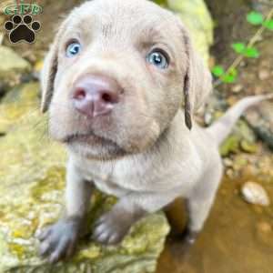 Penny, Silver Labrador Retriever Puppy