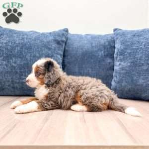 Sadie, Mini Bernedoodle Puppy