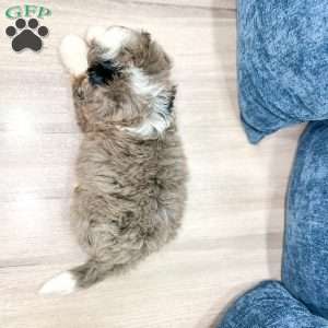 Sadie, Mini Bernedoodle Puppy