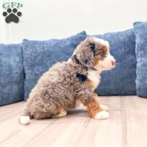 Sadie, Mini Bernedoodle Puppy