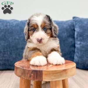 Sadie, Mini Bernedoodle Puppy