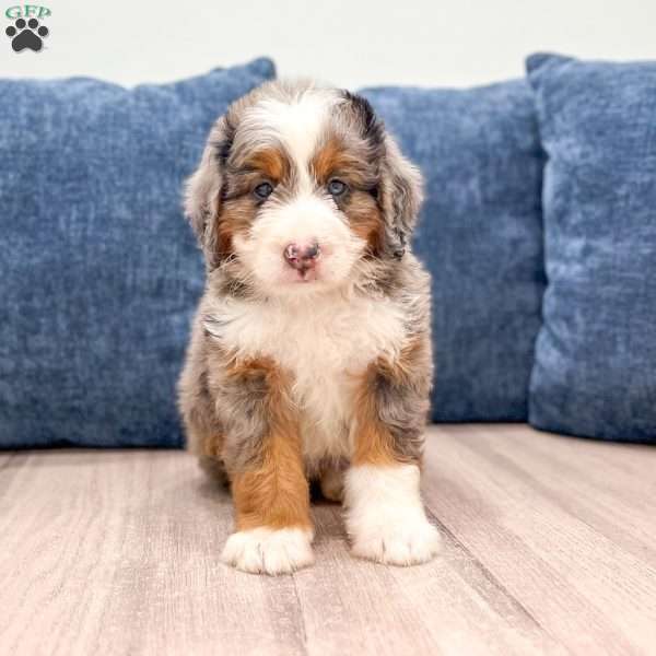 Sadie, Mini Bernedoodle Puppy
