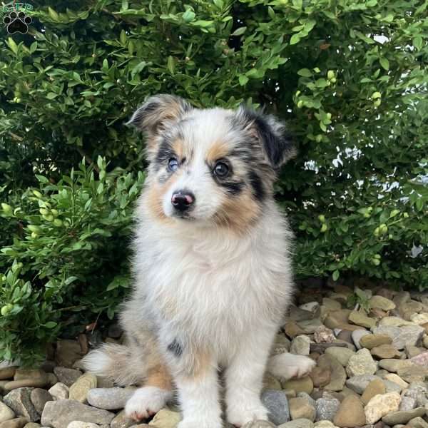 Teddy, Miniature Australian Shepherd Puppy