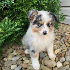 Teddy, Miniature Australian Shepherd Puppy