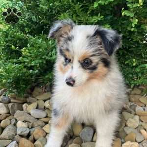 Teddy, Miniature Australian Shepherd Puppy