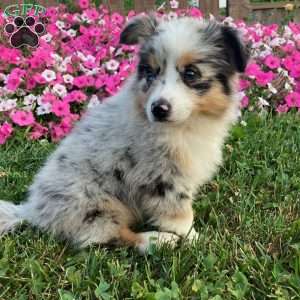 Teddy, Miniature Australian Shepherd Puppy