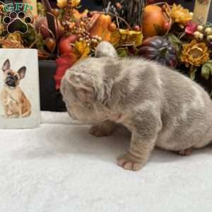 Diesel, French Bulldog Puppy