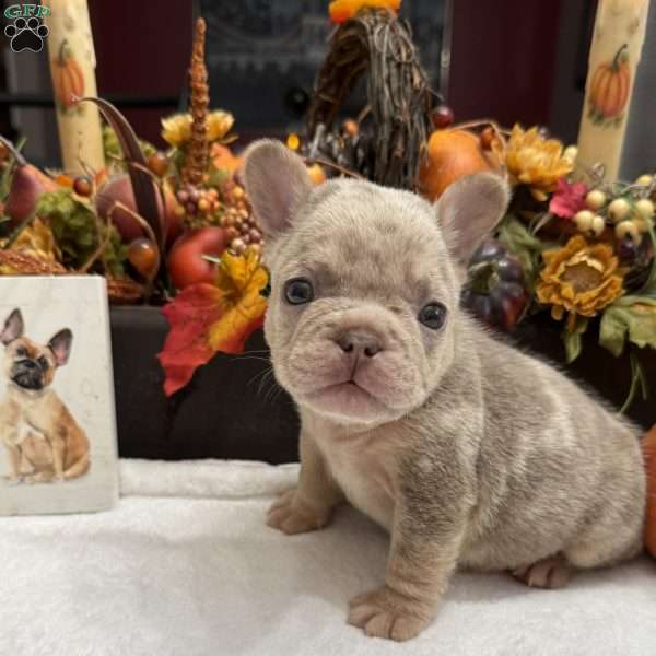 Diesel, French Bulldog Puppy