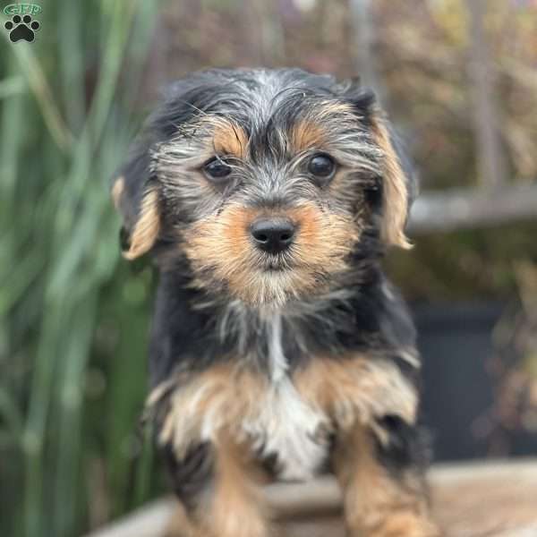 Millie, Yorkie Puppy