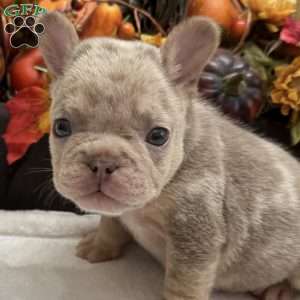 Diesel, French Bulldog Puppy