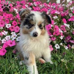Teddy, Miniature Australian Shepherd Puppy