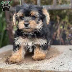 Mira, Yorkie Puppy