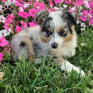 Teddy, Miniature Australian Shepherd Puppy