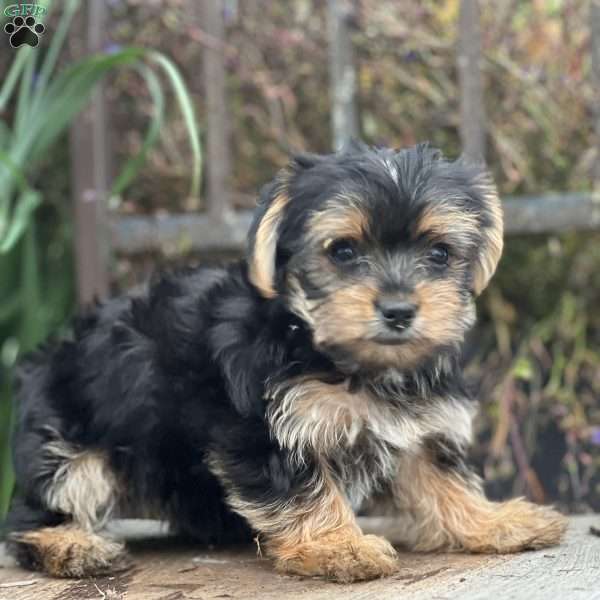Mira, Yorkie Puppy