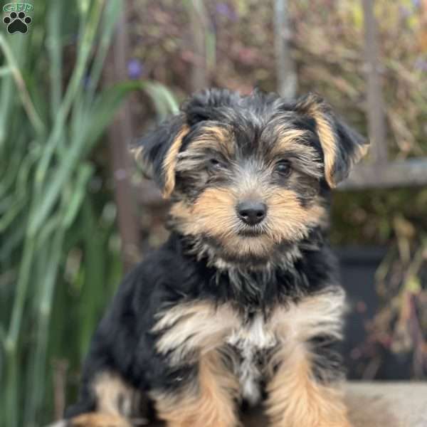 Maisie, Yorkie Puppy