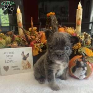 Minnie, French Bulldog Puppy