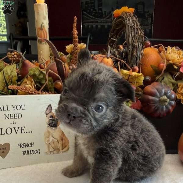 Minnie, French Bulldog Puppy