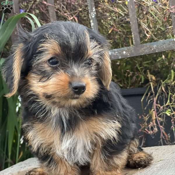 Mateo, Yorkie Puppy